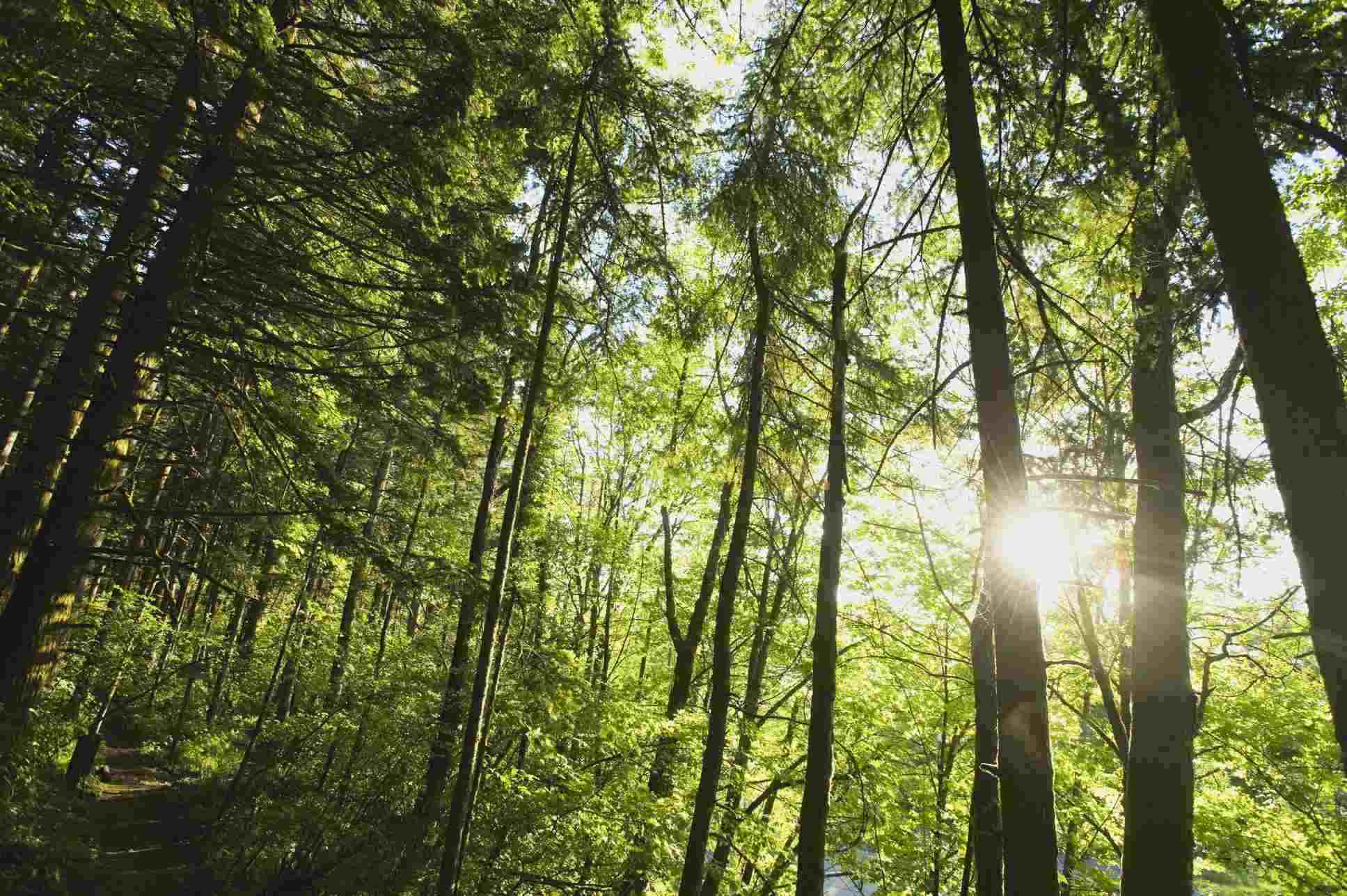 Sunburst in woods