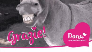 Photo of «LE MANI DELLA MAFIA SUI NEBRODI? E QUI CASCA L’ASINO»