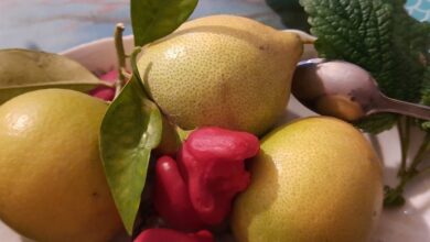 Photo of I limoni, gli usi alternativi per la salute