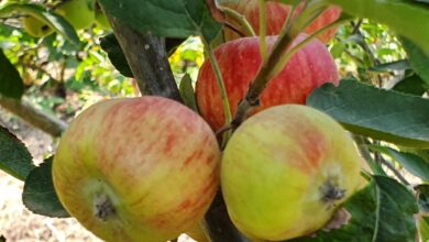Photo of Le mele, proprietà ed usi in cucina
