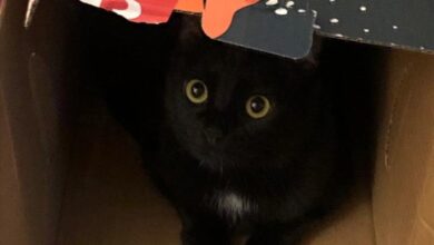 Photo of Sette vite, come i gatti: grazie al ciclo del riciclo di carta e cartone
