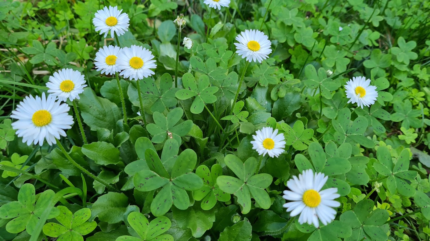 Pulizie di Primavera: consigli degli esperti