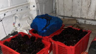 Photo of Bosa: sequestro ricci di Mare