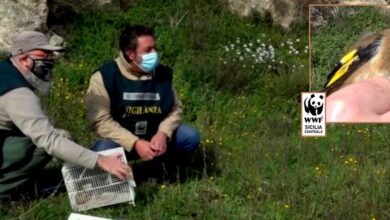 Photo of GUARDIE AMBIENTALI WWF LIBERANO CARDELLINI SEQUESTRATI DALLA POLIZIA A CALTANISSETTA