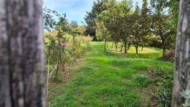 Photo of Un angolo di parco sul tuo terrazzo