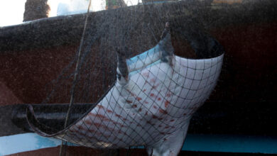 Photo of Greenpeace: muri della morte, pratiche di pesca distruttive minaccino l’Oceano Indiano