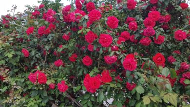 Photo of Le rose fra mitologia, tradizioni e cucina