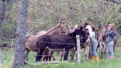 Photo of EVENTI DELLA SETTIMANA nelle Valli del Parco dell’Aveto