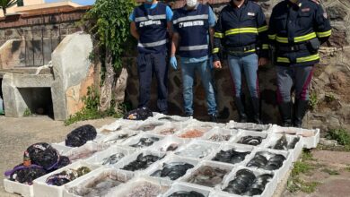Photo of Suni: sequestro pesce e mitili