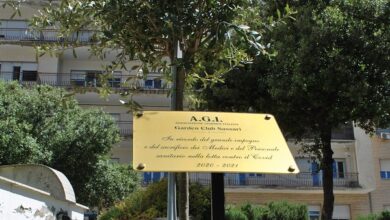 Photo of Sassari Un albero d’ulivo per il personale sanitario