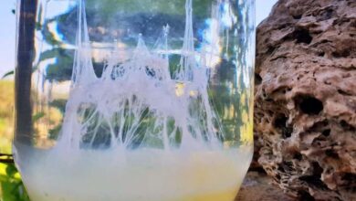 Photo of La barca di san Pietro e le tradizioni del 29 giugno