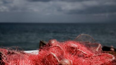 Photo of Il Mediterraneo muore di caldo