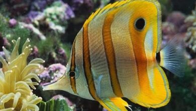 Photo of Anche l’acquario sente caldo!