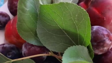 Photo of Noccioli della frutta estiva, usi alternativi