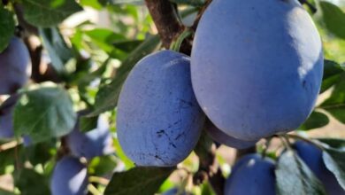 Photo of Crudismo, una alimentazione e una filosofia di vita
