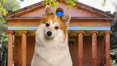 Photo of Cinque incredibili esperienze da fare con il vostro cane almeno una volta nella vita