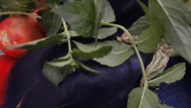 Photo of Parmigiana di melanzane, storia del piatto di Ferragosto