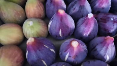 Photo of Fichi, storie e leggende del frutto dolce d’estate