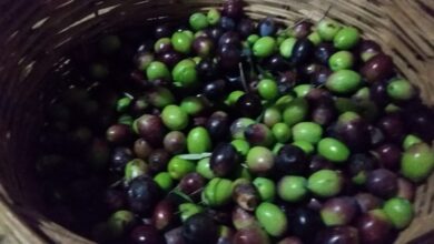 Photo of L’olio extravergine d’oliva contro l’Alzheimer?