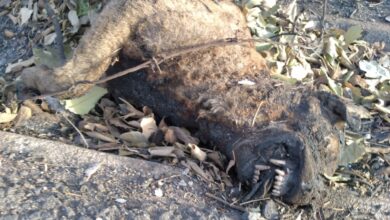 Photo of LAV: INCENDI SARDEGNA: MOLTI CANI MORTI NEI ROGHI PERCHÉ LEGATI ALLA CATENA