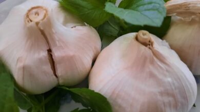 Photo of L’aglio, la leggenda della pianta del demonio