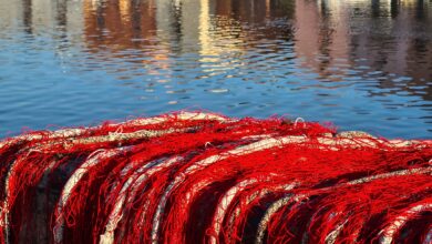 Photo of Oristano: lotta alla pesca abusiva, sequestri a Santa Giusta