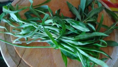 Photo of Frittata al forno con silene, l’erba della luna