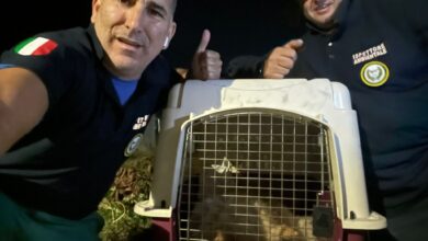 Photo of Cristiano Za Garibaldi: Recuperato il cane Leon, presto sarà adottato