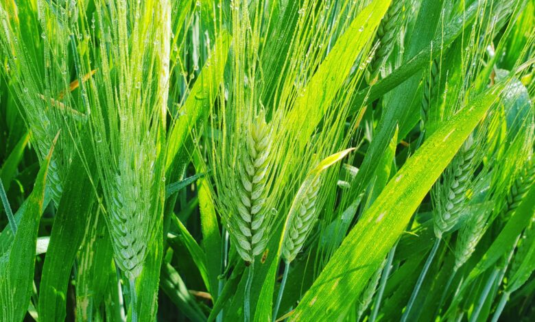 Linea Verde: il valore dell'artigianato