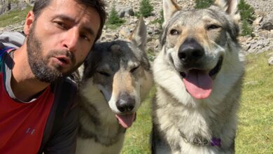 Photo of Cani e ansia da abbandono, è peggiorata con i lockdown