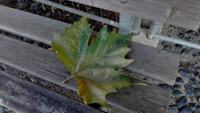 Photo of Novembre, proverbi e tradizioni dell’undicesimo mese