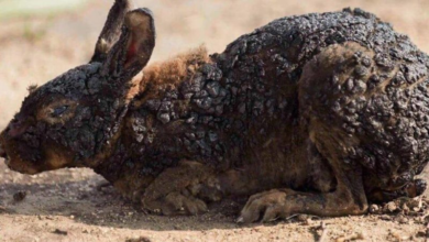 Photo of Sicilia. Caccia, il TAR sospende di nuovo la stagione venatoria: la Regione non ha limitato la caccia dopo l’emergenza incendi