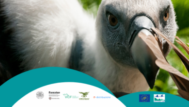 Photo of Progetto LIFE Safe For Vultures, dal monitoraggio sul successo riproduttivo arriva la conferma