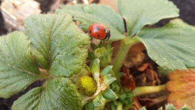 Photo of La coccinella e le leggende del coleottero portafortuna
