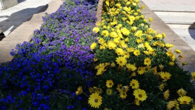 Photo of All’Itet di Lucera una bandiera dell’Ucraina fatta di fiori