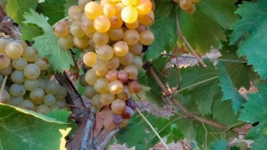 Photo of Sennori-Sorso: il moscato compie 50 anni di DOC
