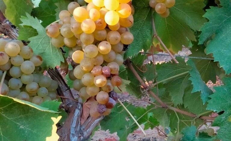 Sennori-Sorso: il moscato compie 50 anni di DOC