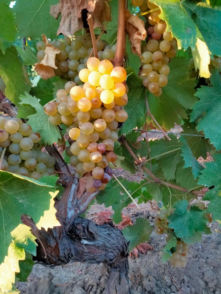 Sennori-Sorso: il moscato compie 50 anni di DOC