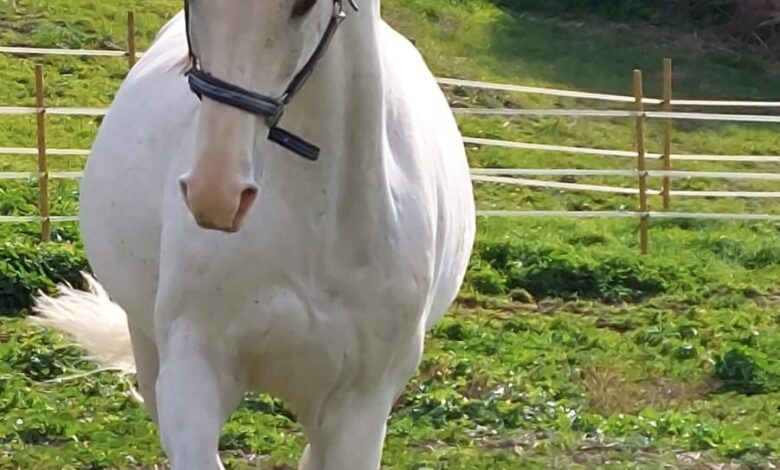 Ozieri: Sabato a Su Pranu selezioni equine