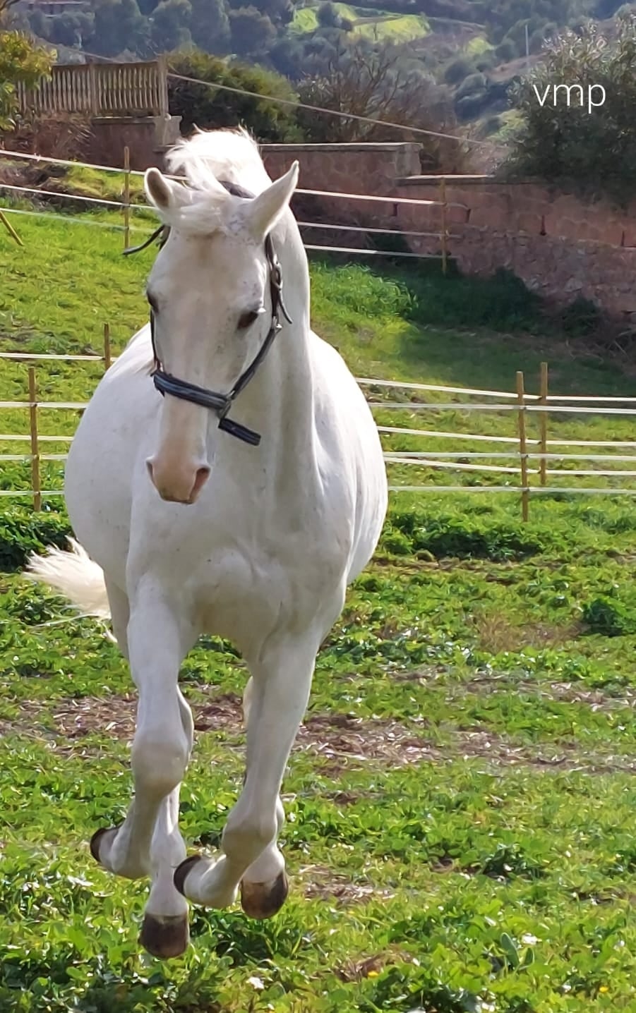 Ozieri: Sabato a Su Pranu selezioni equine
