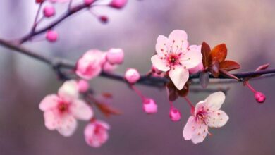 Photo of Pasquetta, ecco perchè si festeggia il lunedì di Pasqua