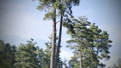Photo of Parco Gutturu Mannu: nuovi sentieri e non solo