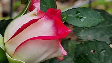 Photo of Santa Rita da Cascia ed il miracolo delle rose