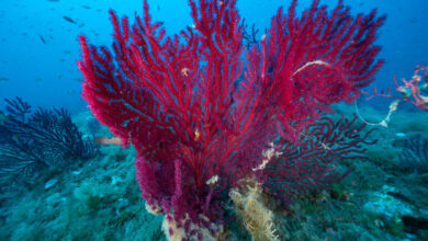 Photo of Nizza: il Trattato per salvare gli oceani non viene ratificato da tutti gli Stati