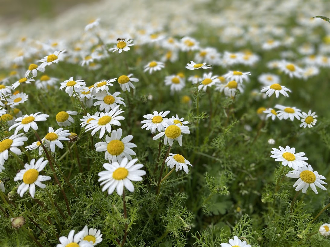 Pandemic of Love: dalla Croazia Whiteheads