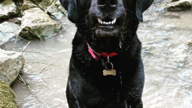 Photo of A Celle di San Vito 140 abitanti e 100 cani censiti e ‘microchippati’