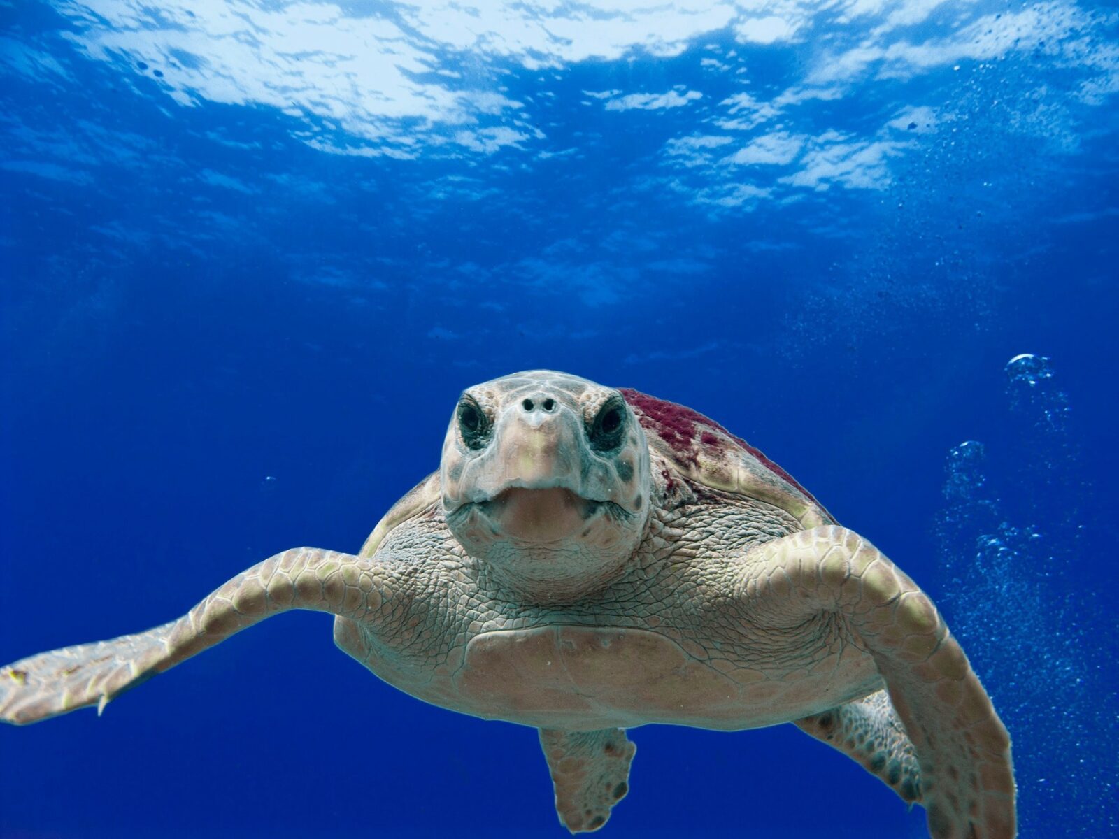 caretta caretta