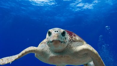 Photo of Caretta caretta: la tartaruga marina del Mediterraneo