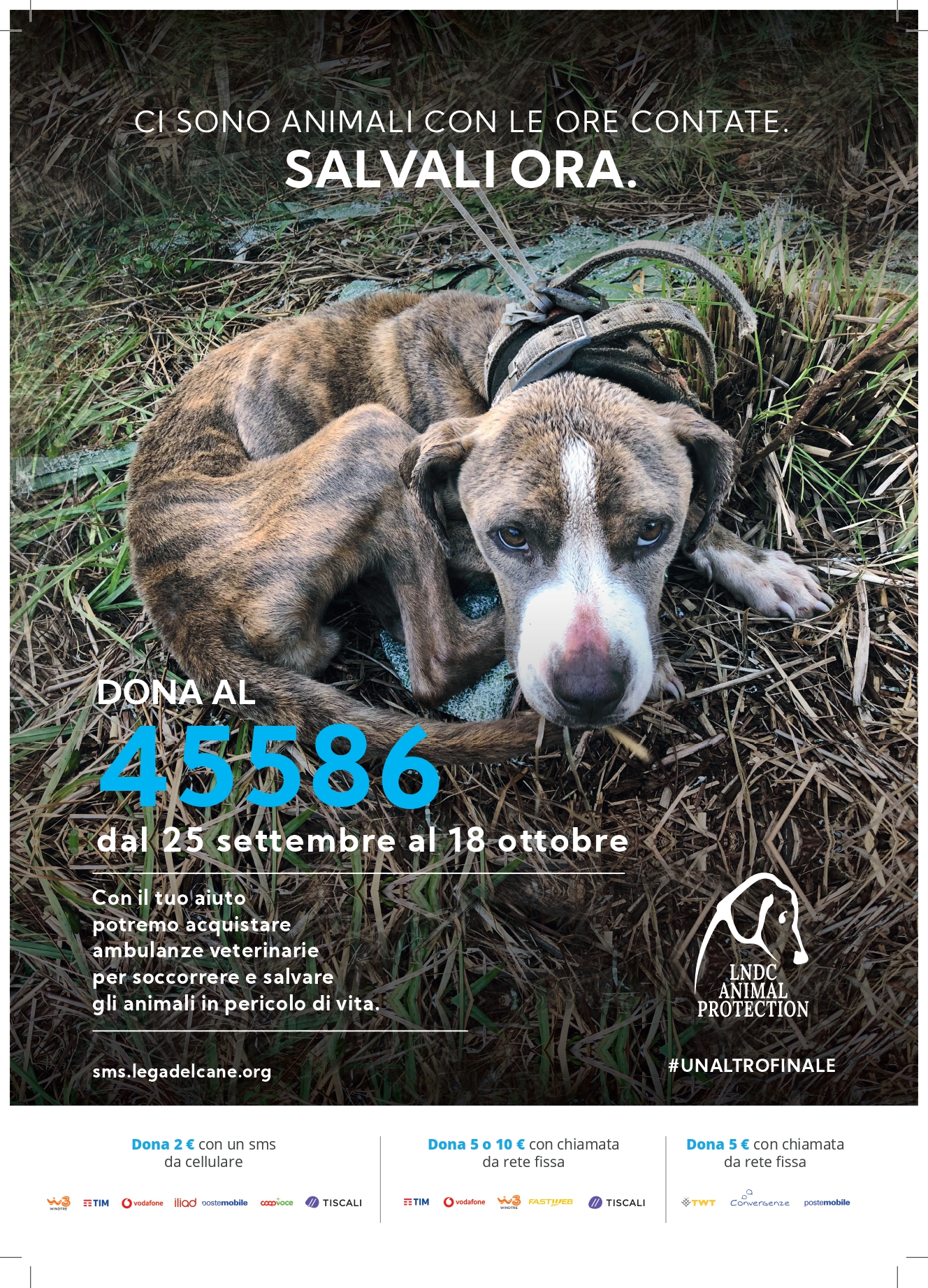 Animal Protection: un'ambulanza per animali in difficoltà