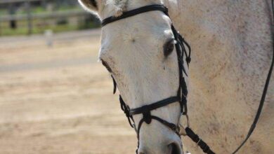 Photo of Dressage: campionati sardi assoluti a Is Alinos (Maracalagonis)